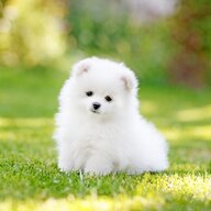 Pip